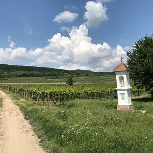 Socha svätého Urbana vo vinohradoch na Kráľovej