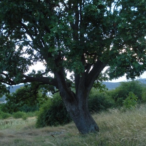 Sorbus domestica (Service Tree)