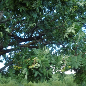 Sorbus domestica (Service Tree)